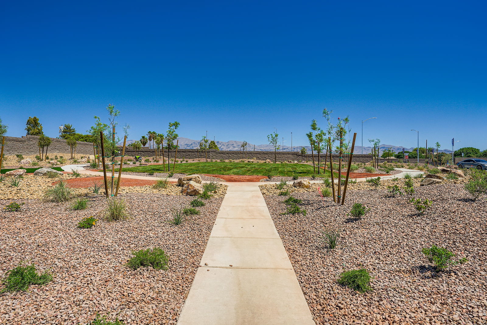 A path with trees and plants on the side.